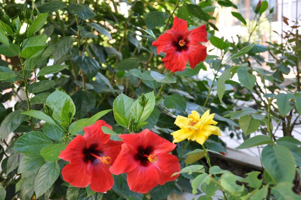 Tuncer Garden Hotel Kemer Ngoại thất bức ảnh